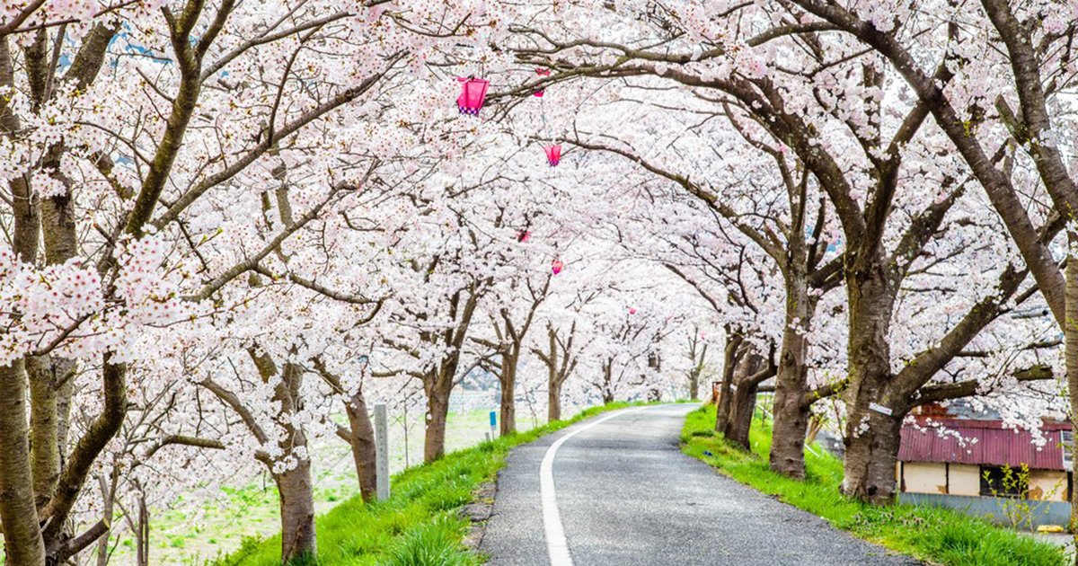 🌸 팔백만 신의 궁전(야오요로즈노카미노고텐) 이미지 6